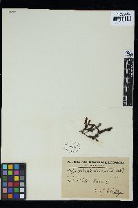 Polysiphonia tenerrima image