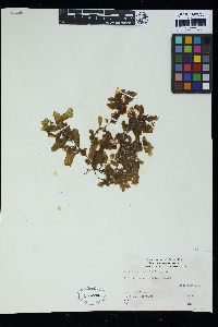 Sargassum hystrix image