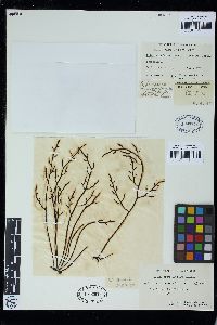 Brassicophycus brassicaeformis image