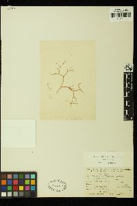 Lomentaria articulata var. linearis image