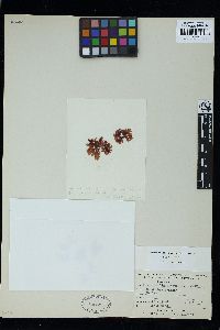 Rhodophyllis divaricata image