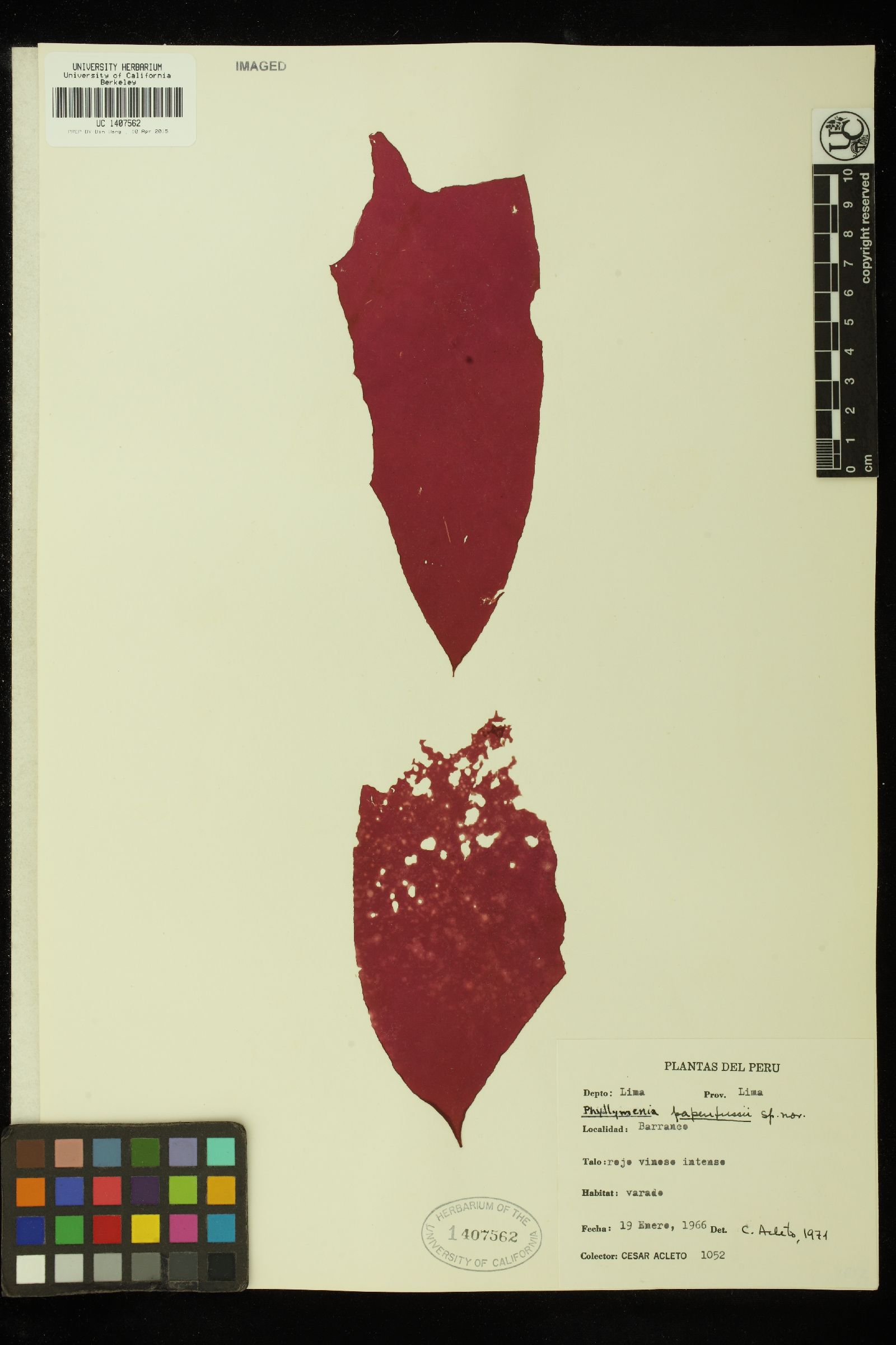 Phyllymenia papenfussii image