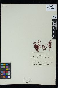 Phyllophora herediae image