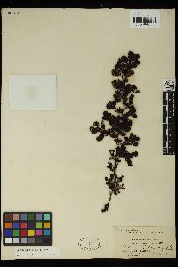 Sargassum duplicatum image