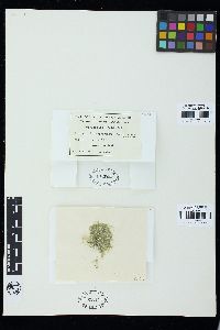 Cladophoropsis fasciculata image