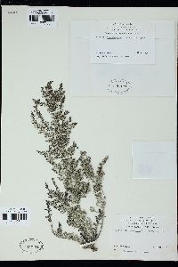 Polycladia myrica image