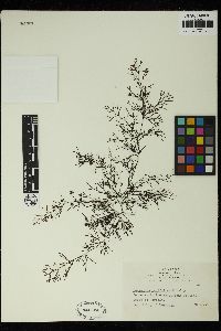 Sargassum ramifolium image