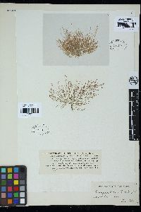 Corynospora pedicellata image
