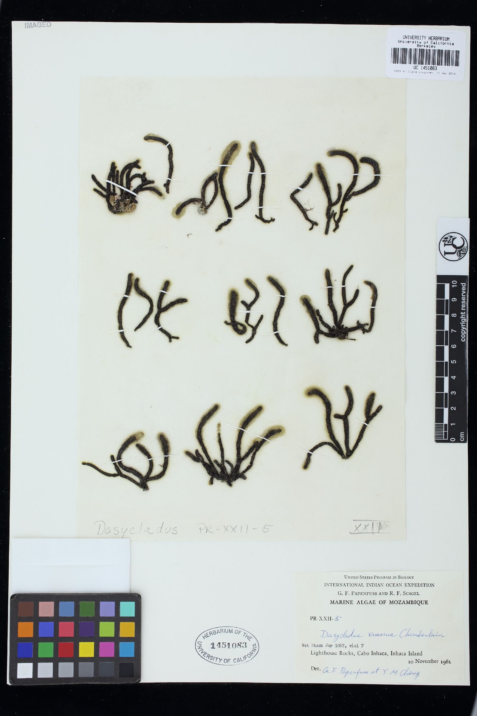 Dasycladus ramosus image