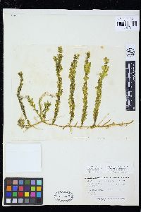 Caulerpa bikinensis image