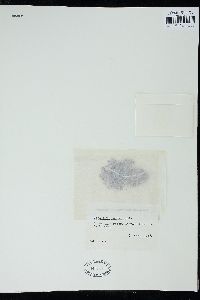Corallina sandwicensis image