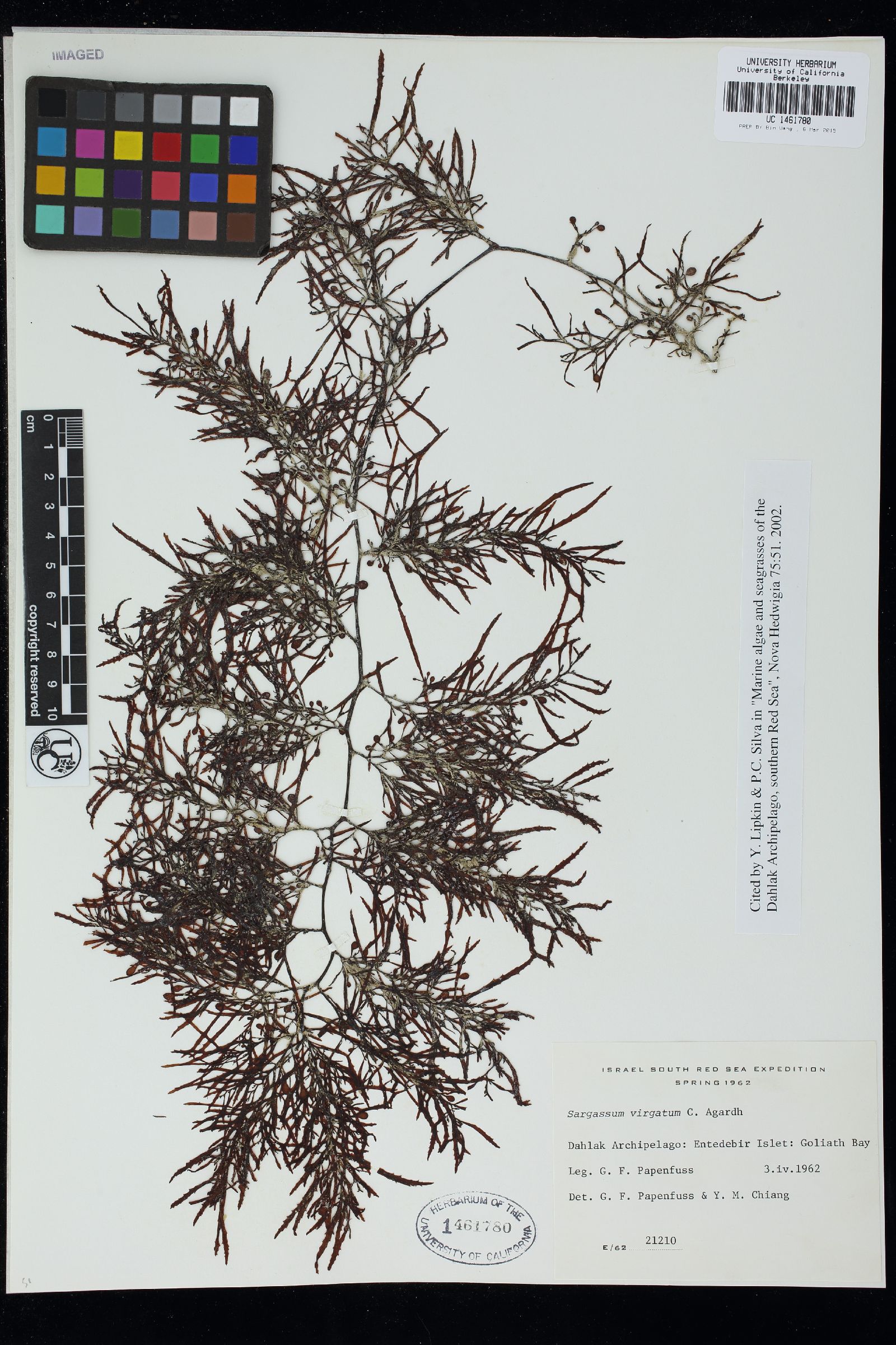 Sargassum vestitum image