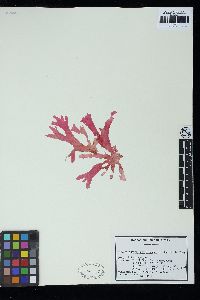 Agardhinula browneae image