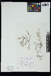 Cladosiphon filum image