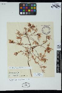 Gelidium pteridifolium image