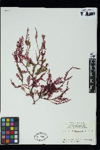 Ptilophora pinnatifida image