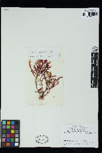 Ptilophora pinnatifida image