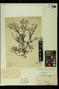 Tichocarpus crinitus image