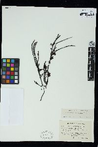 Phacelocarpus oligacanthus image