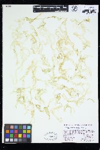 Ulva reticulata image