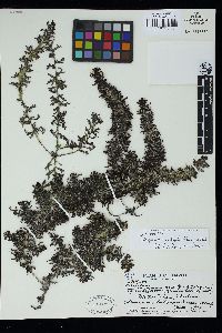 Sargassum polyphyllum image