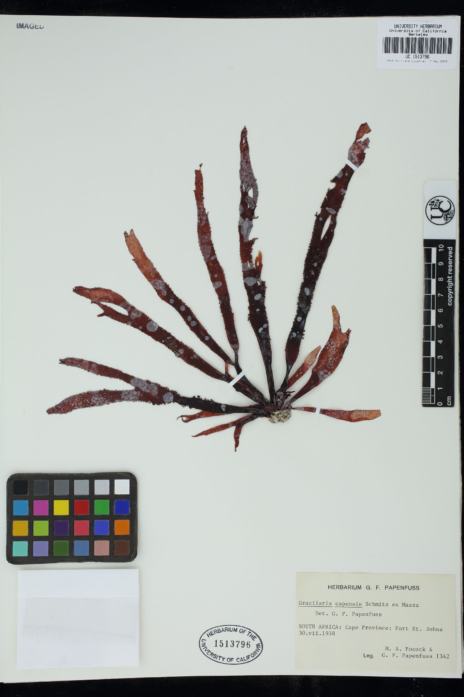 Gracilaria capensis image