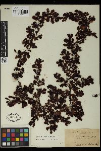 Sargassum duplicatum image