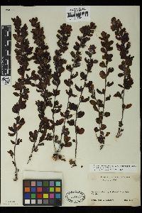 Sargassum duplicatum image