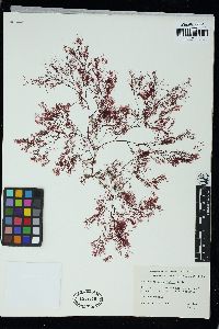 Pantoneura plocamioides image
