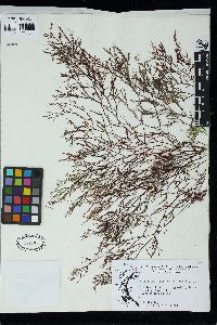 Plumariopsis peninsularis image
