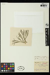 Codium spinescens image