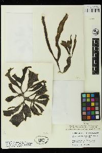 Codium latum subsp. palmeri image
