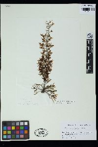 Sargassum polyporum image