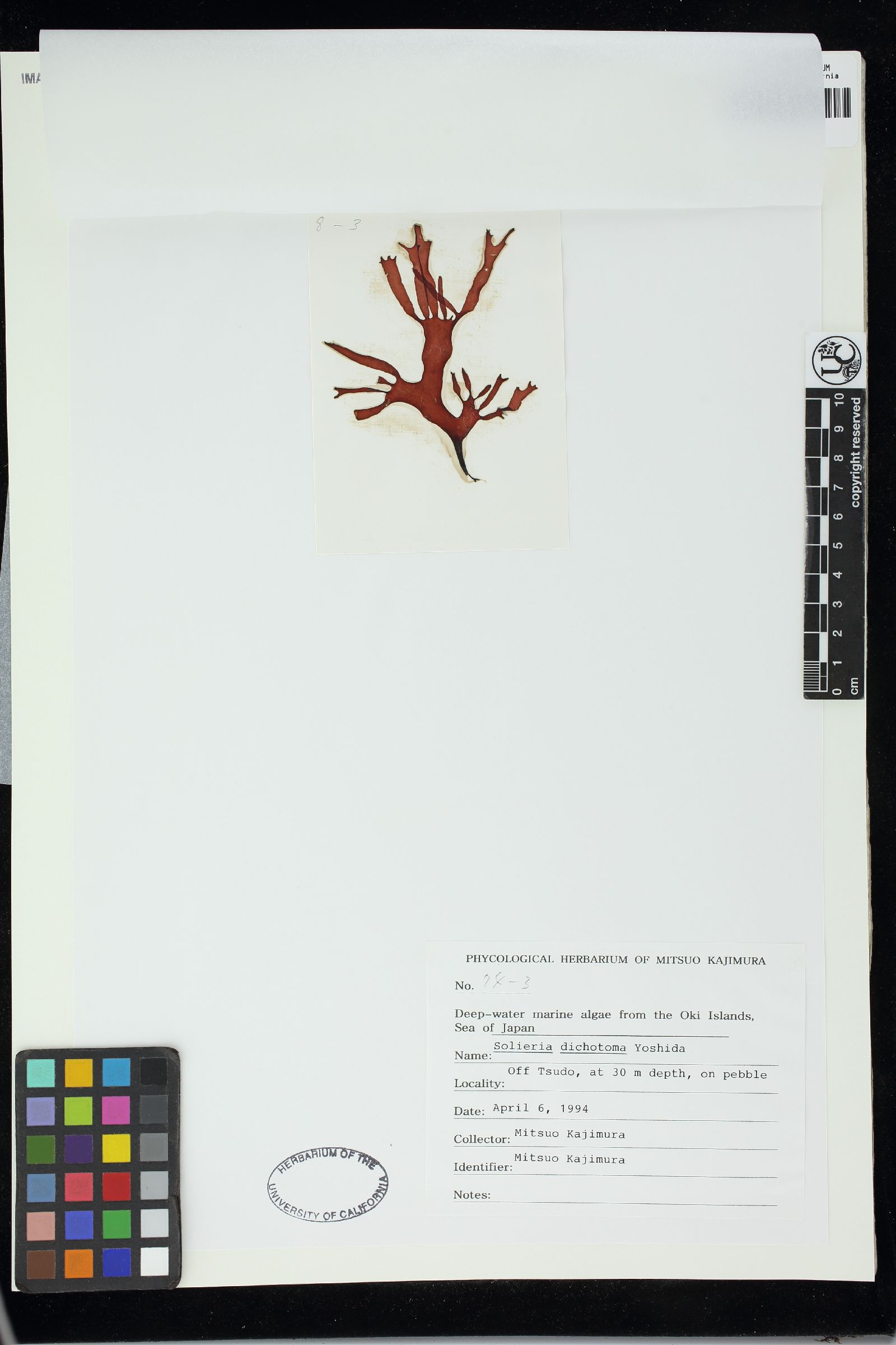 Solieria dichotoma image