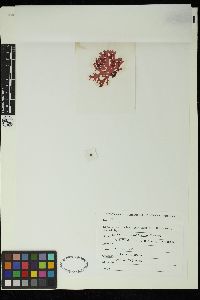 Acrosorium polyneurum image