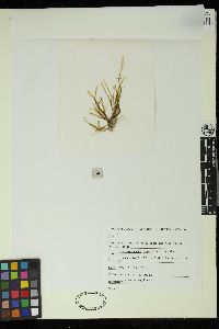 Image of Dictyopteris papenfussii