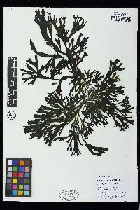 Codium platylobium image