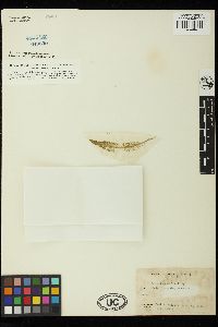 Bryopsis vestita image