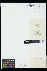 Cladophora lehmanniana image