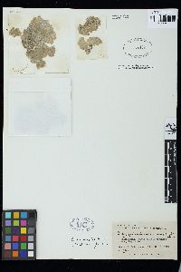 Dictyosphaeria cavernosa image