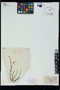 Cladosiphon filum image