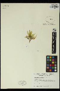 Punctaria tenuissima image