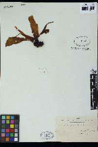 Eckloniopsis radicosa image