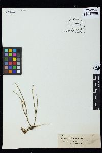 Caulerpa simpliciuscula image