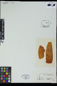 Leathesia novae-zelandiae image