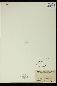 Acrosorium acrospermum image