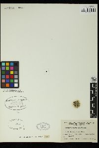 Amphiroa annulata image