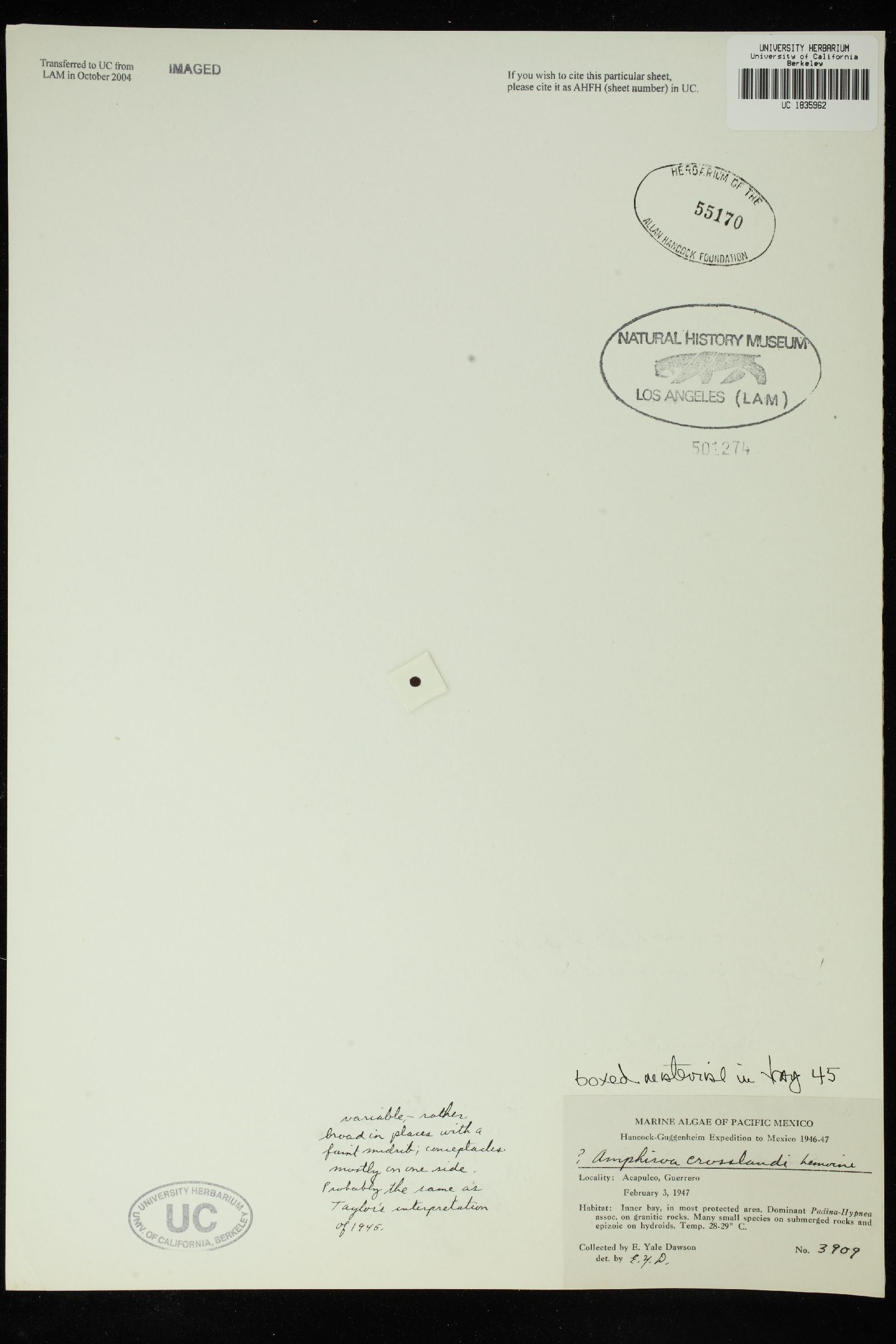 Amphiroa crosslandii image