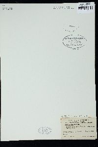 Amphiroa foliacea image