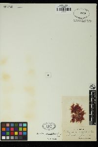 Apoglossum ruscifolium image